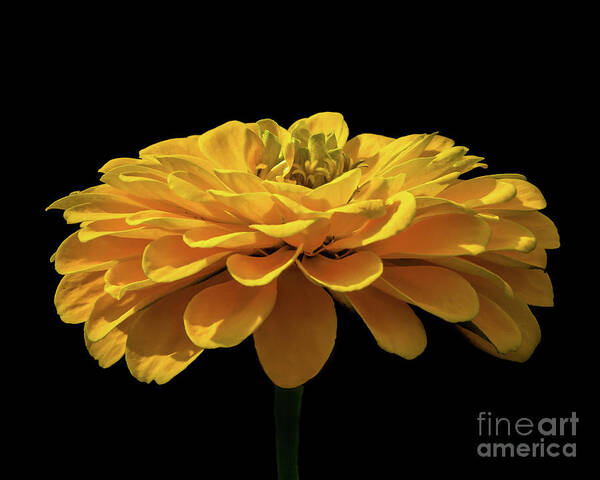 Flower Art Print featuring the photograph Sunlit Yellow Flower by Mark Ali