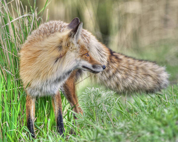 Fox Art Print featuring the photograph Tail of the Fox by CR Courson