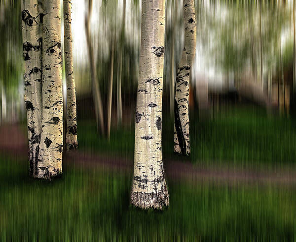 Aspen Art Print featuring the photograph The Eyes of Aspen are Upon Us by Wayne King