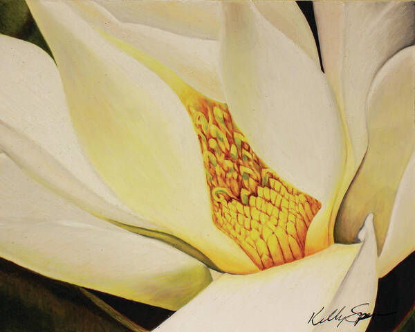 Magnolia Art Print featuring the drawing The Last Magnolia by Kelly Speros