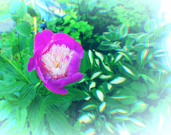 Peony Art Print featuring the photograph The last Peony of the Season by Stacie Siemsen
