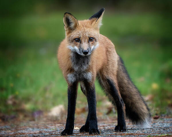 #wildlife#fox#baxterstatepark#maine#fall Art Print featuring the photograph The Stare Down by Darylann Leonard Photography