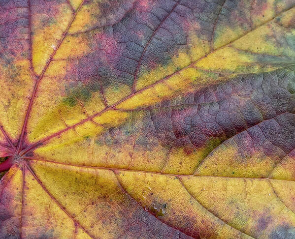 Leaf Art Print featuring the photograph The Veins of an Autum Leaf by Cate Franklyn