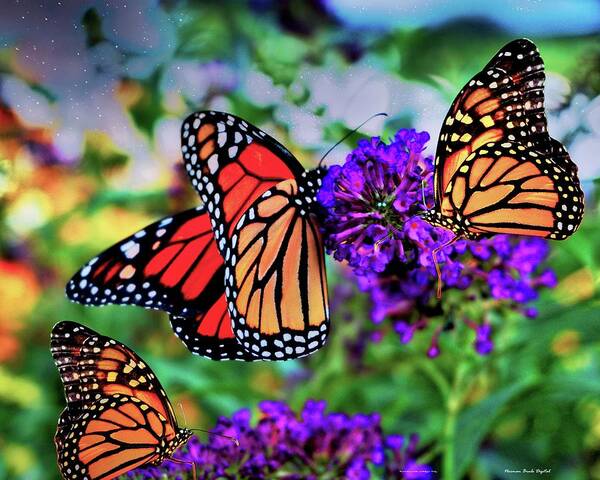Butterfly Art Print featuring the digital art Three Monarchs by Norman Brule