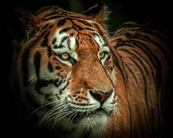 Tiger Art Print featuring the photograph Tiger by Chris Boulton