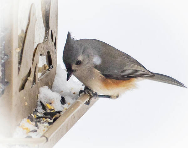 2019 Art Print featuring the photograph Titmouse 2 by Gerri Bigler