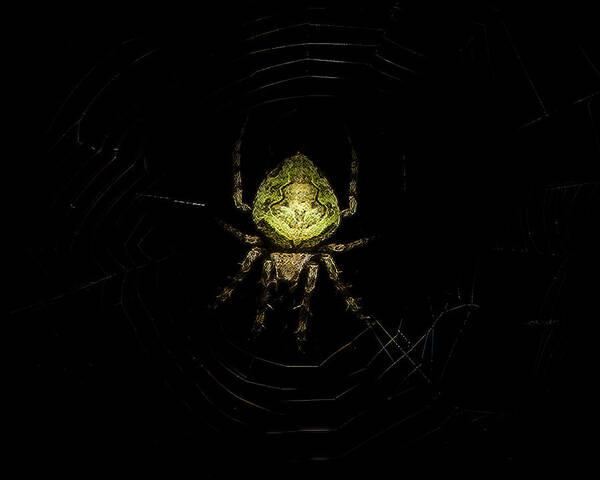 Spider Art Print featuring the photograph Tropical Orb Weaver Spider by Mark Andrew Thomas