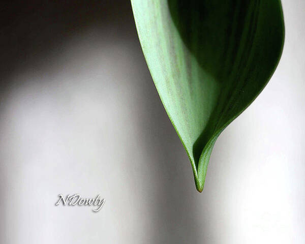 Tulip Leaf Art Print featuring the photograph Tulip Leaf by Natalie Dowty