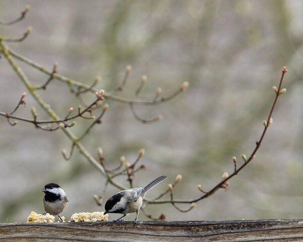 Chickadees Art Print featuring the photograph Two Chickadees on a Fence by Rebecca Cozart