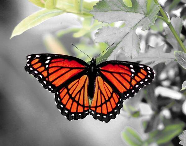 Viceroy Art Print featuring the photograph Viceroy Butterfly by Christopher Reed