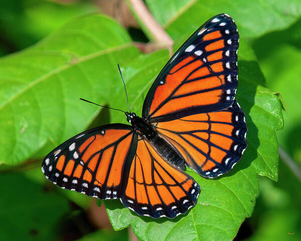 Butterfly Art Print featuring the photograph Viceroy Butterfly DIN0368 by Gerry Gantt