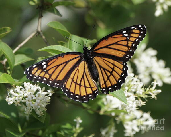 Viceroy Butterfly Art Print featuring the photograph Viceroy Butterfly on Privet Flowers by Robert E Alter