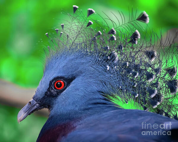 Pigeon Art Print featuring the photograph Victoria Crowned Pigeon by Adrian Evans