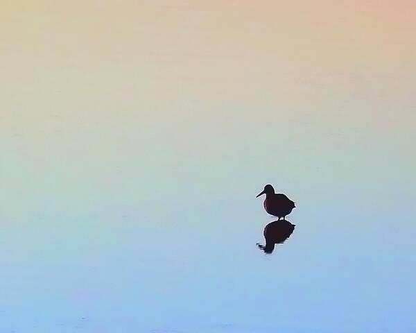 Bird Art Print featuring the photograph Wading Willet by Lori Lafargue