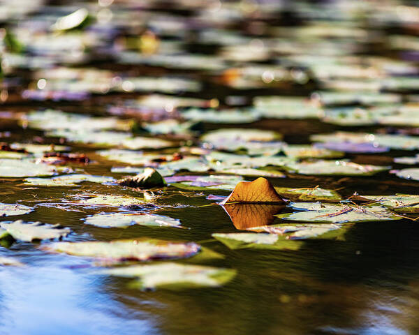 Landscapes Art Print featuring the photograph Water Lilies in Autumn by Amelia Pearn