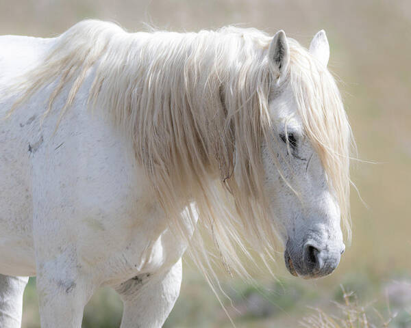 Wild Horses Art Print featuring the photograph Weary by Mary Hone