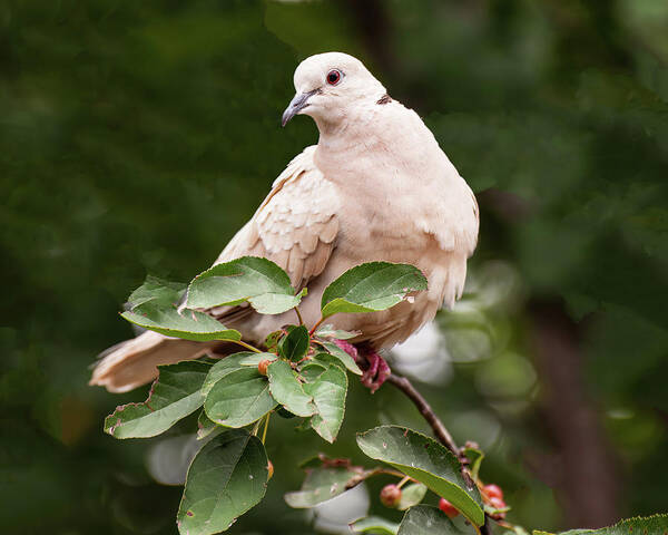 White Dove Art Print featuring the photograph White Dove On A Bush by Flees Photos