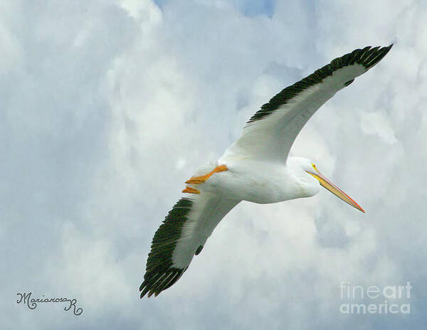 Nature Art Print featuring the photograph White Pelican in Flight by Mariarosa Rockefeller