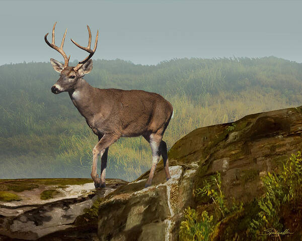 Deer Art Print featuring the digital art White-tailed Buck at Dawn by M Spadecaller