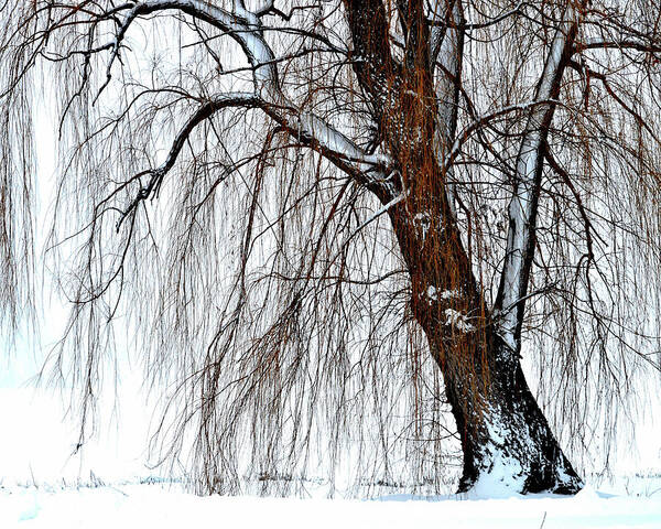 Willow Tree Art Print featuring the photograph Winter Willow by Susie Loechler
