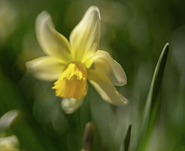 Flower Art Print featuring the photograph Yellow by Ana Luiza Cortez