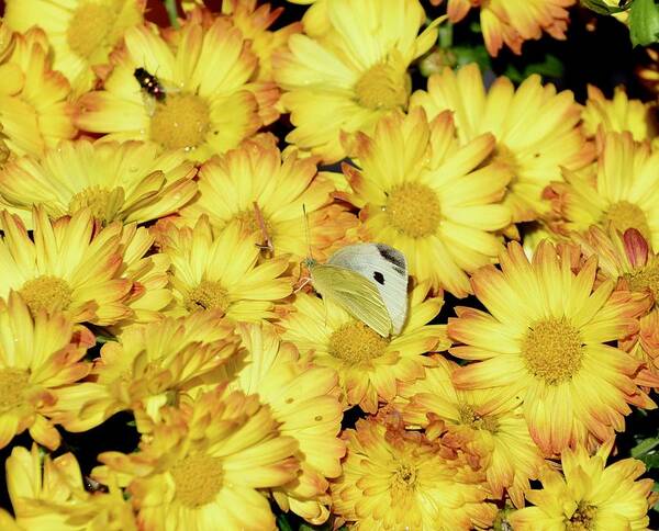 Chrysanthemums Art Print featuring the photograph Yellow mums and Cabbage White by Lynn Hunt