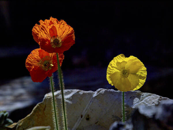 Iceland Poppies Art Print featuring the photograph And One Yellow by Joe Schofield