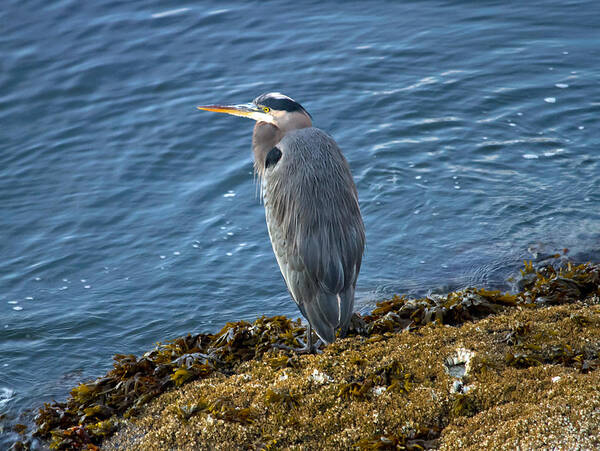 Heron Art Print featuring the photograph Blue Heron on a rock by Eti Reid