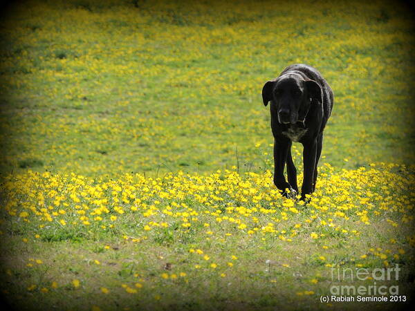 Dog Art Print featuring the photograph Cody in black and yellow by Rabiah Seminole