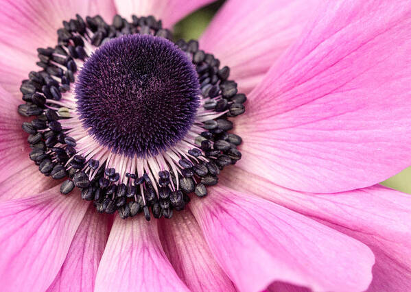 Anemone Art Print featuring the photograph Anemone #1 by Cathy Donohoue