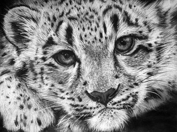 Leopard Art Print featuring the drawing Baby Snow Leopard #1 by Sharlena Wood