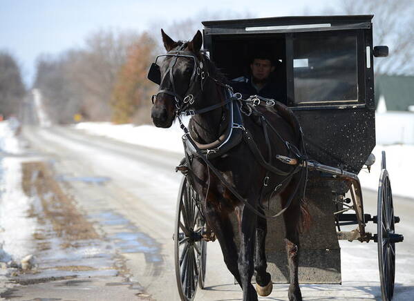 Amish Art Print featuring the photograph Black Beauty #2 by Linda Mishler