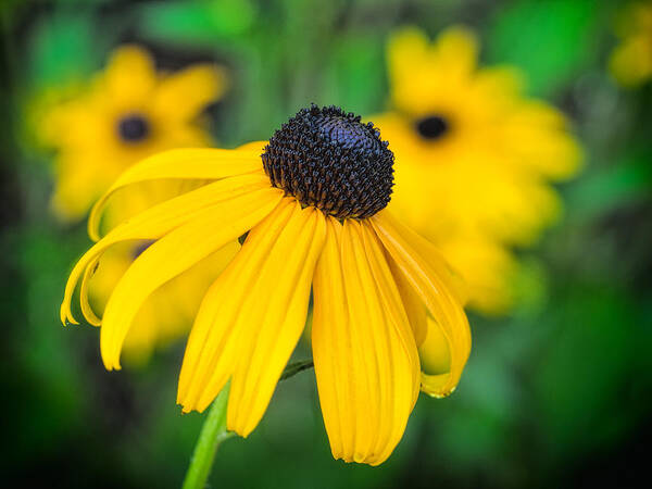 Flower Art Print featuring the photograph Blackeyed Susan #1 by David Kay