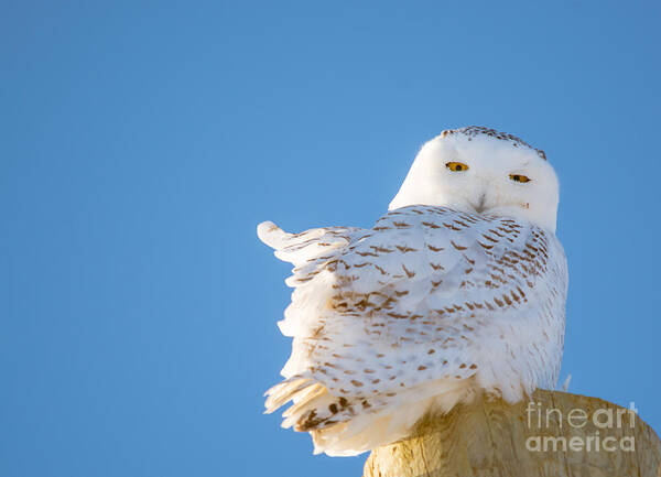  Sky Art Print featuring the photograph Blue Sky Snowy #1 by Cheryl Baxter