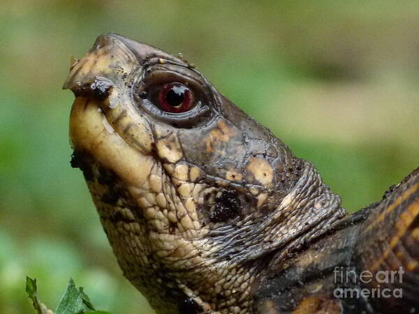 Box Turtle Art Print featuring the photograph Box Turtle by Jane Ford