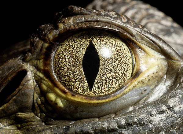 Eyesight Art Print featuring the photograph Caiman Crocodiles Eye, Close Up #1 by Jonathan Knowles