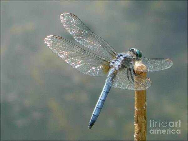 Blue Art Print featuring the photograph Dragonfly on Stick #1 by Gallery Of Hope 