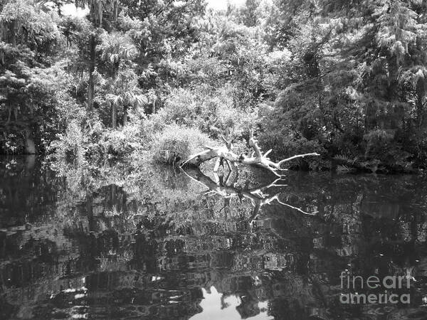 Everglades Art Print featuring the photograph Everglades #1 by Carey Chen