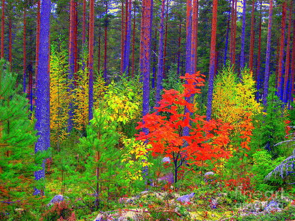 Colorful Art Print featuring the photograph Fall colors #1 by Pauli Hyvonen
