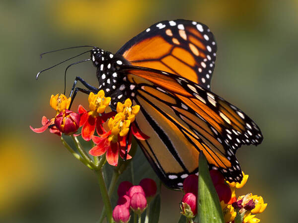 Monarch Butterfly Art Print featuring the photograph Feeding Monarch by Lowell Monke