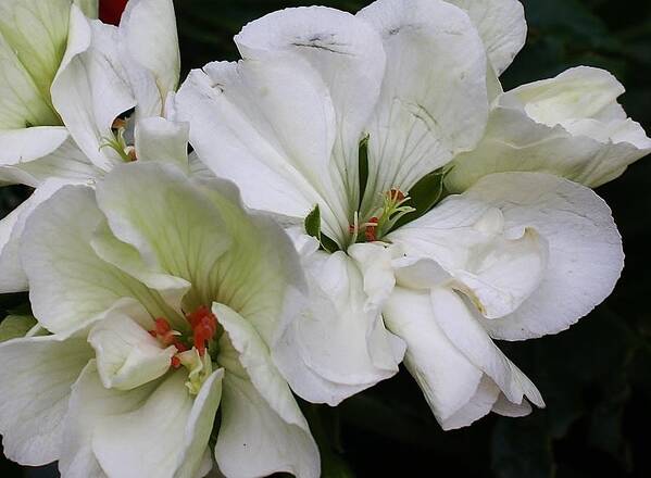 Flora Art Print featuring the photograph Geranium Up Close #1 by Bruce Bley