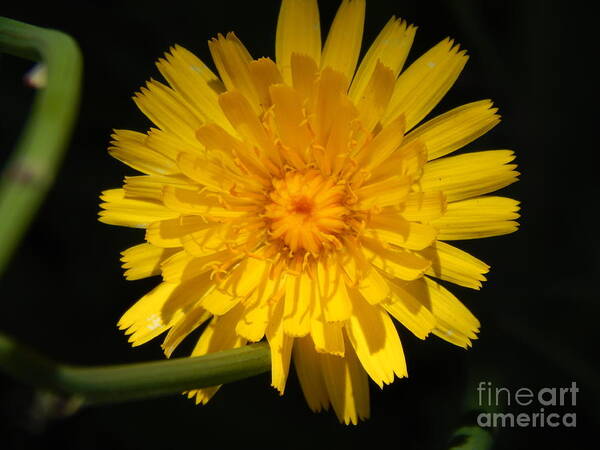 Flower Yellow Petals Stem Art Print featuring the photograph Glorious #1 by Susan Ince