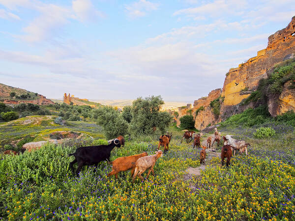 Africa Art Print featuring the photograph Goats in Fes in Morocco #1 by Karol Kozlowski