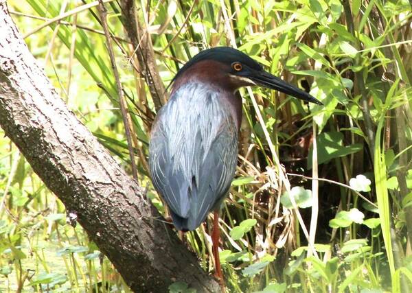 Green Heron Art Print featuring the photograph Green Heron #1 by Jeanne Juhos