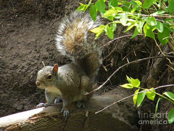 Grey Squirrel Art Print featuring the photograph Grey Squirrel #2 by Phil Banks