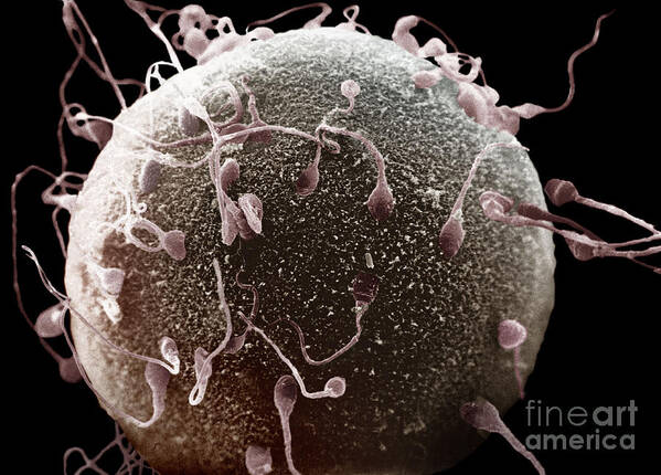 Sperm Art Print featuring the photograph Human Sperm And Egg #1 by David M. Phillips