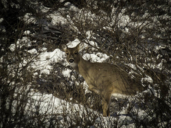 Whitetail Deer Art Print featuring the photograph I See You by Thomas Young