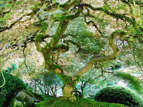 Japanese Maple Tree Art Print featuring the photograph Japanese Maple Tree by Athena Mckinzie