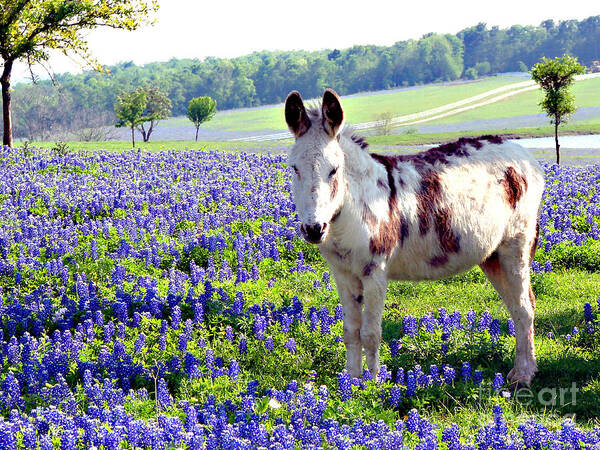 Bluebonnets Art Print featuring the photograph Jesus Donkey In Bluebonnets #1 by Linda Cox