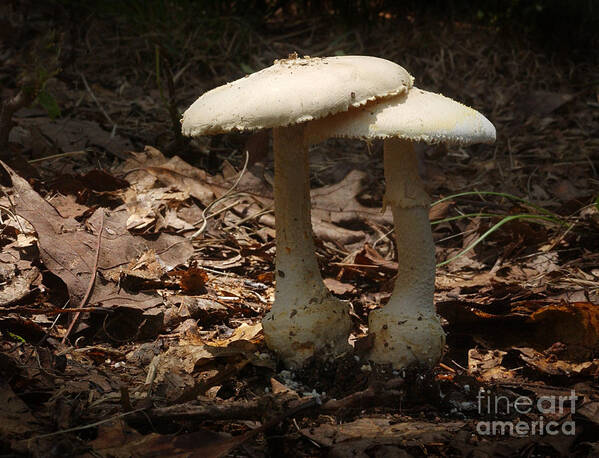 Nature Art Print featuring the photograph Mushrooms #1 by Susan Leavines